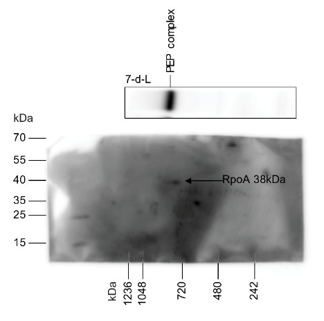 Western blot using anti-RpoA antibodies