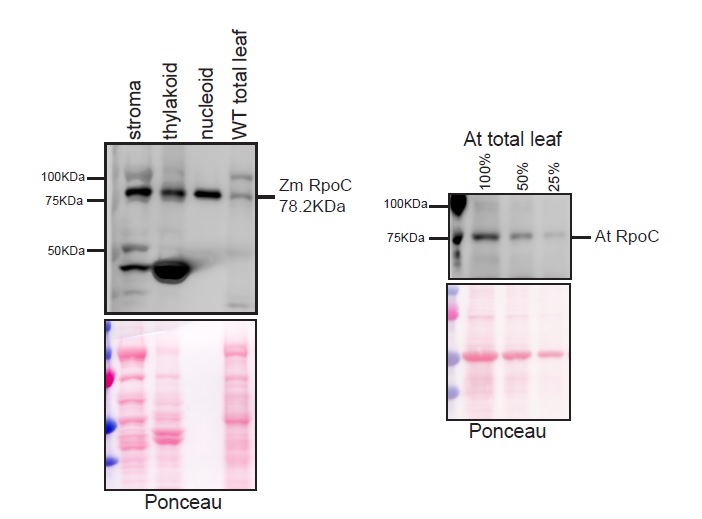 Western blot using anti-RpoC antibodies