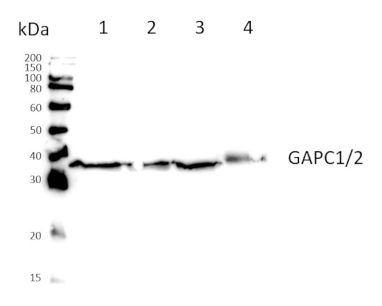 Western blot using anti-GAPC1/2 antibodies on cyanobacterial samples