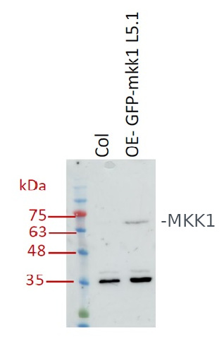 Western blot detection of recombinant plant MKK1