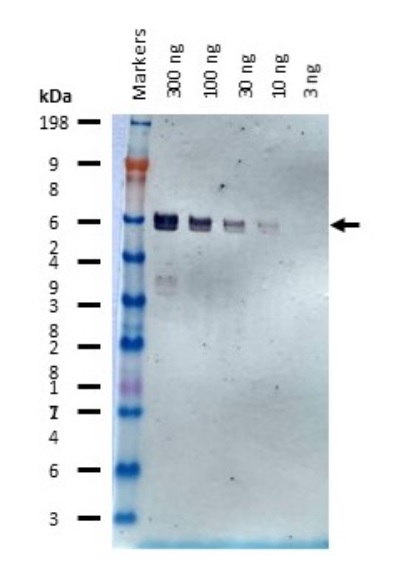 Western blot using anti-6xHis monoclonal antibodies