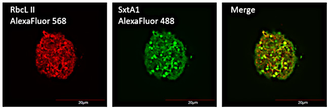 Multiplexing using anti-RbcLII antibodies in diatom