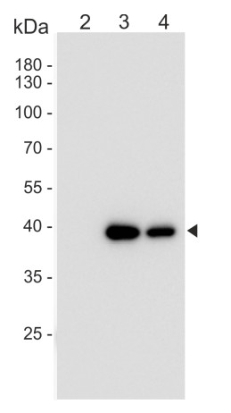 Western blot using anti-FLAG monoclonal antibodies