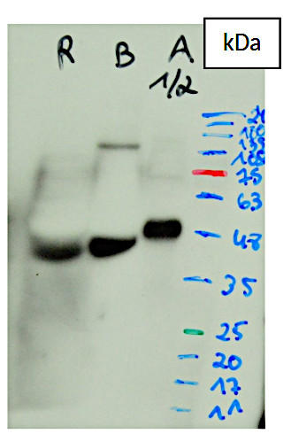 Western blot using anti-VDE antibodies in Arabidopsis, Brachypodium and rice