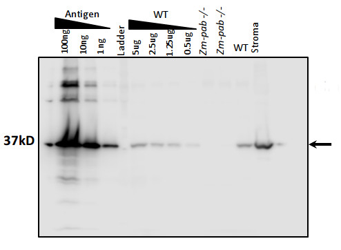 western blot using anti-PAB antibodies on maize tissue