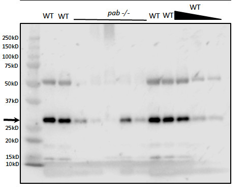 western blot using anti-PAB antibodies on Arabidopsis thaliana tissue