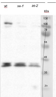 western blot using chicken anti-serrate antibodies