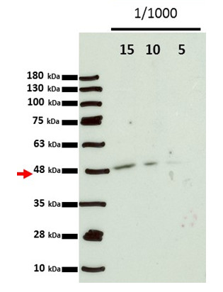 western blot using polyclonal anti-Arabidopsis RPN6 antibodies