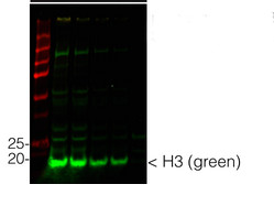 western blot using anti-plant histone 3, chicken antibody