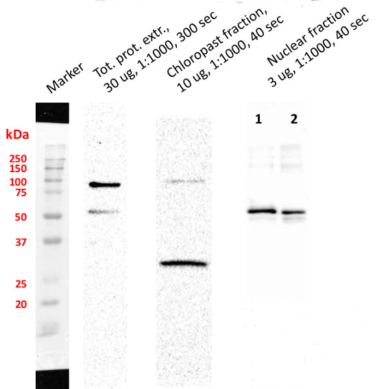 western blot using anti-SUN1,2 antibodies