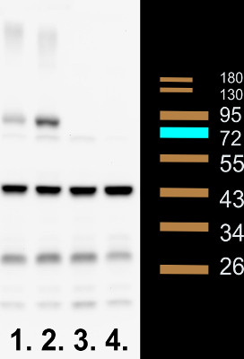 western blot using anti-Phly (At4g25290) antibodies