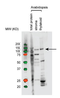 western blot using anti-RpoB antibodies for Arabidopsis