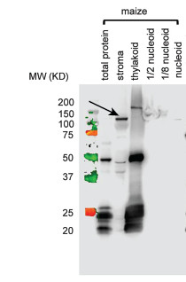 western blot using anti-RpoB 