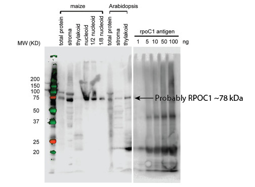 western blot using anti-RpoC antibodies