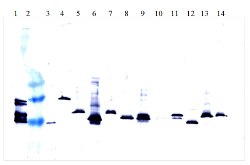 western blot using goat anti-interferon alpha antibodies on various subtypes of interferon alpha