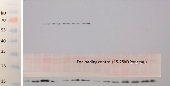 western blot using anti-algal GPXh antibodies