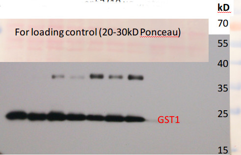 western blot using anti-algal GST1 antibodies