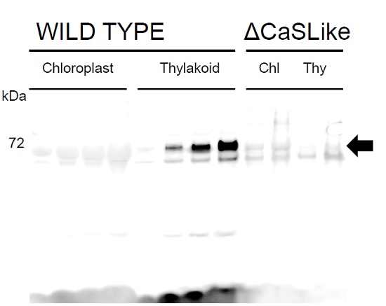 western blot using anti-ATCasLike antibodies