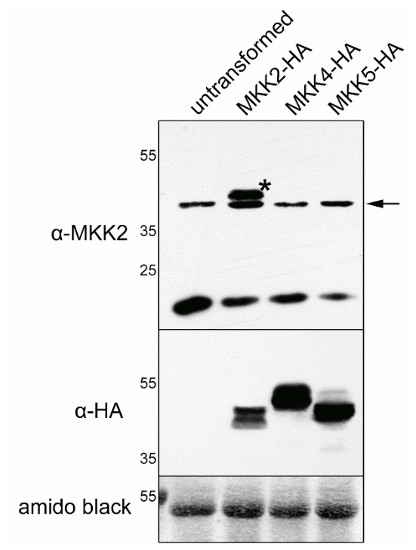 western blot using anti-MKK2 antibodies