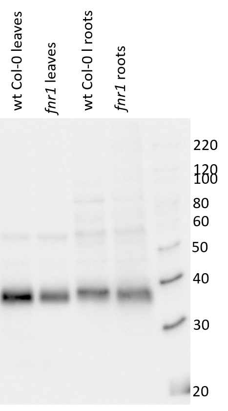 Western blot using anti-FNR antibody