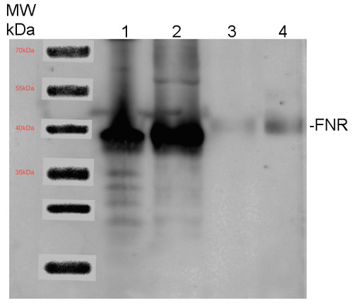 western blot using anti-FNR antibodies