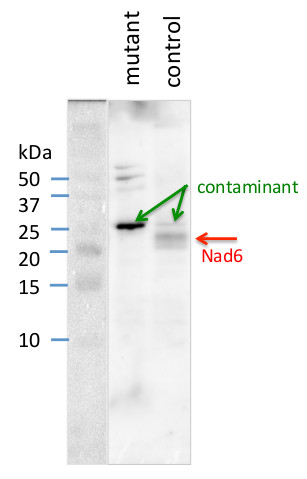 western blot using plant anti-NAD6 antibodies