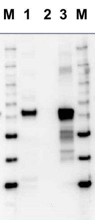 western blot using anti-RbcL form II antibodies