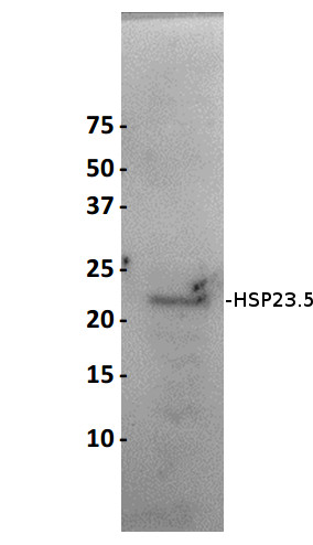 western blot using anti-Arabidopsis HSP23.5 antibody