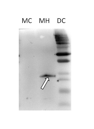 western blot using anti-plant HSP26.5 (mitochondrial) antibodies