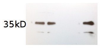 western blot using anti-algal AOX antibodies