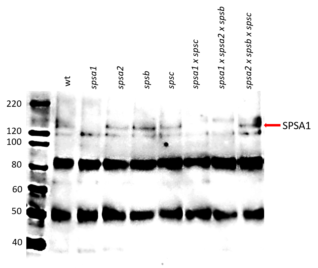 Western blot using anti-SPSA1 antibody