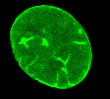 IF using anti/GFP | Green Fluorescence Protein polyclonal antibodies