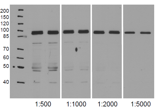 western blot using anti-NodGS antibodies