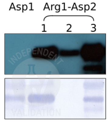 SPOT assay with anti-Arg-RD21 antibody