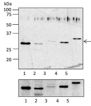 western blot using anti-RPL4 antibodies (chloroplastic)