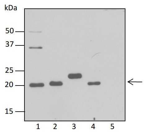 western blot using anti-ClpP antibodies