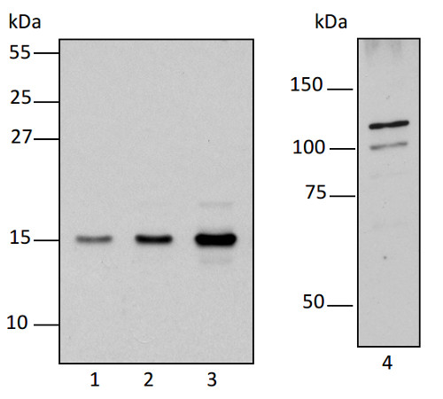 western blot using anti-RPOTm antibodies