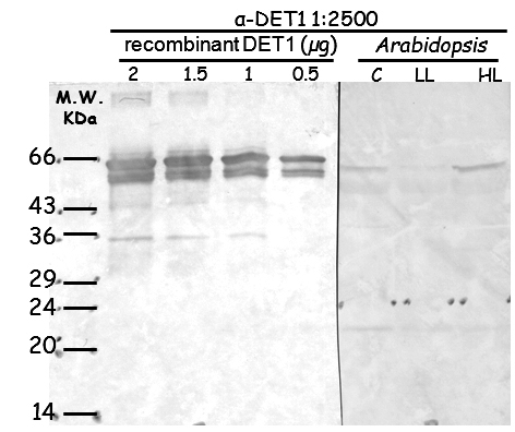 western blot using anti-DET1 antibodies