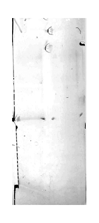 western blot using anti-LUT1 antibodies