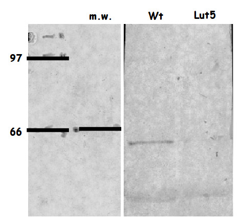 western blot using anti-LUT5 antibodies