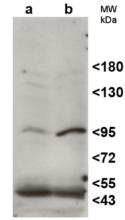 western blot using anti-HEN1 antibodies