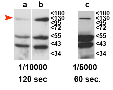 western blot using anti-RDR2 antibodies