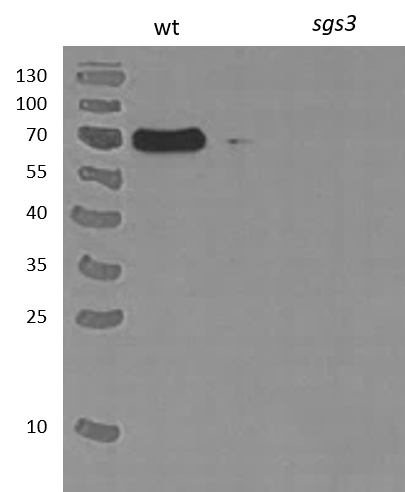 Western blot using anti-SGS3 antibody