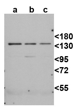 western blot using anti-DCL2 antibodies