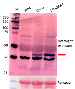 Western Blot with anti-DRB4 antibody