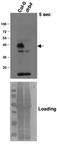 Western blot using anti-DRB4 antibody -2