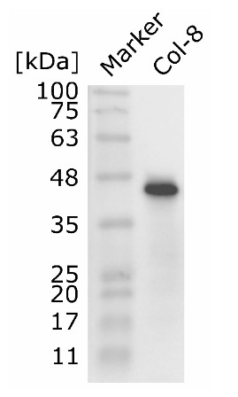 Western blot using anti-SAM antibodies