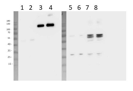 Western blot using anti-UVR3 antibodies