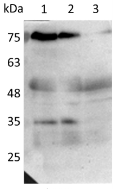 Western blot using anti-LUX antibodies