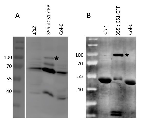 Western blot using anti-ICS1 antibodies